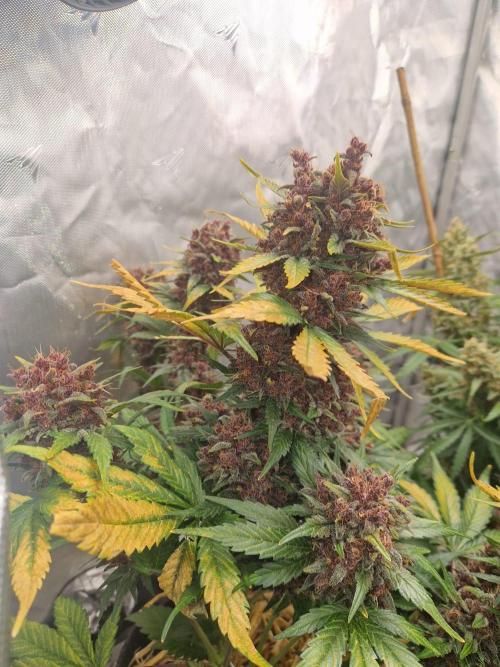 Purple lemonade auto - second grow. Week 11