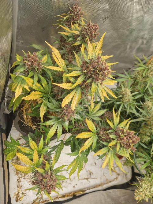 Purple lemonade auto - second grow. Week 11