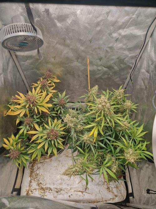Purple lemonade auto - second grow. Week 11 - full tent