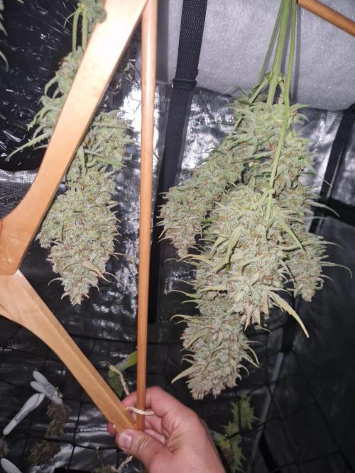 Gelato Auto (fastbuds) - second grow. Week 12