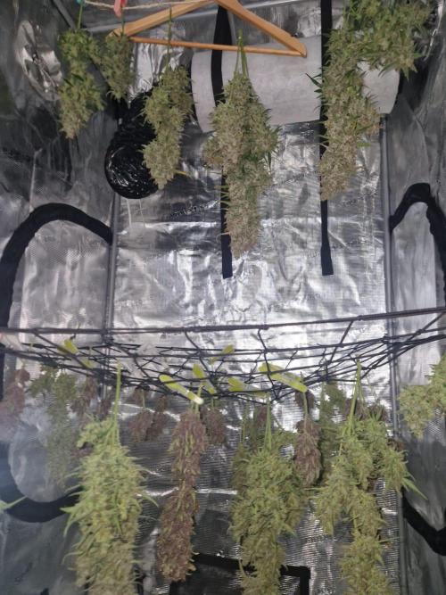 Gelato Auto (fastbuds) - second grow. Week 12