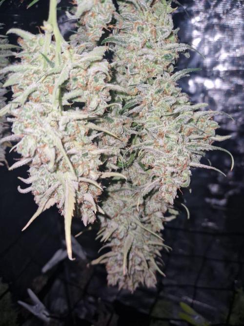 Gelato Auto (fastbuds) - second grow. Week 12