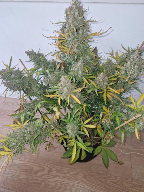 Gelato Auto (fastbuds) - second grow. Week 12 - Gelato 1 harvest dat 85