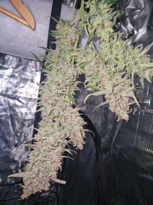 Gelato Auto (fastbuds) - second grow. Week 12