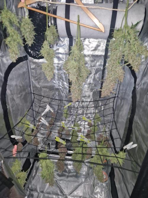 Gelato Auto (fastbuds) - second grow. Week 12