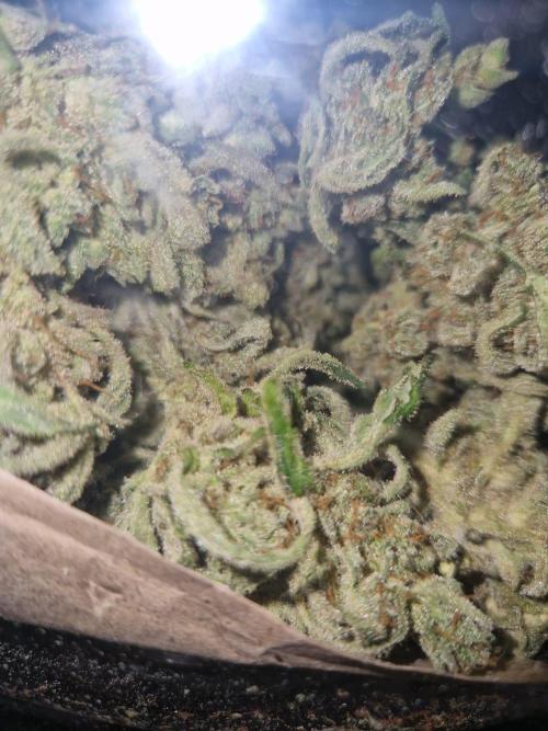 Gelato Auto (fastbuds) - second grow. Week 12 - gelato 2 buds