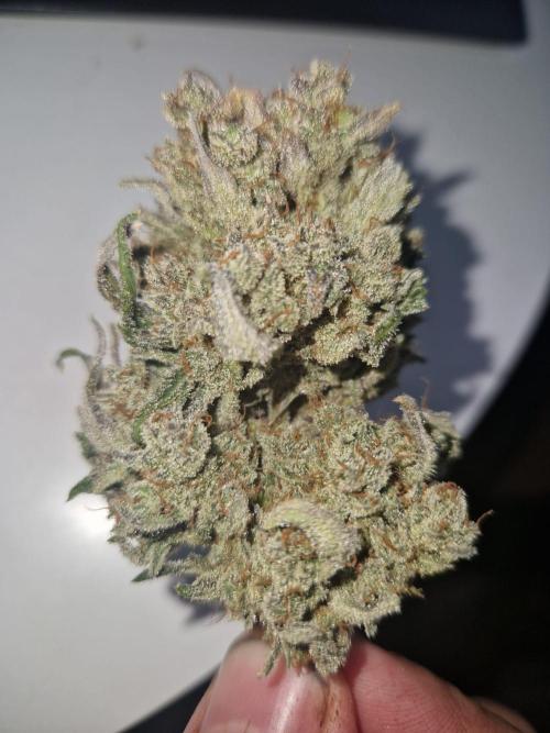 Gelato Auto (fastbuds) - second grow. Week 12 - gelato 2 nug