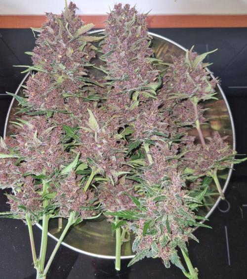 Purple lemonade auto - second grow. Week 12