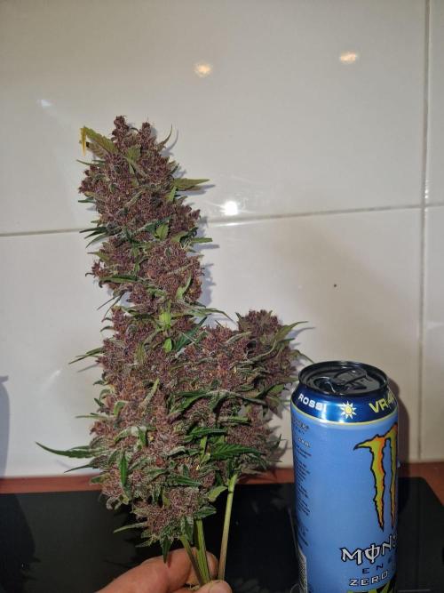 Purple lemonade auto - second grow. Week 12