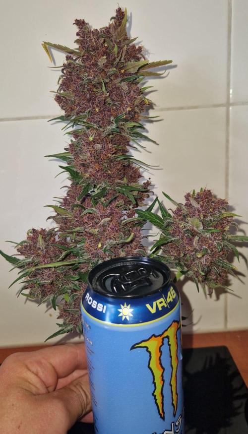 Purple lemonade auto - second grow. Week 12