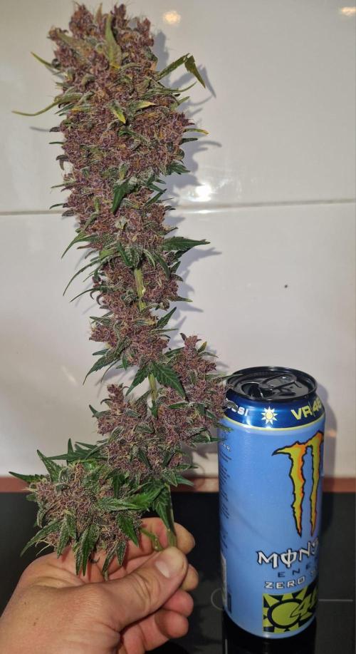 Purple lemonade auto - second grow. Week 12
