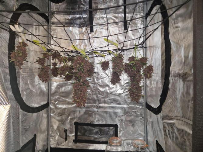 Purple lemonade auto - second grow. Week 12