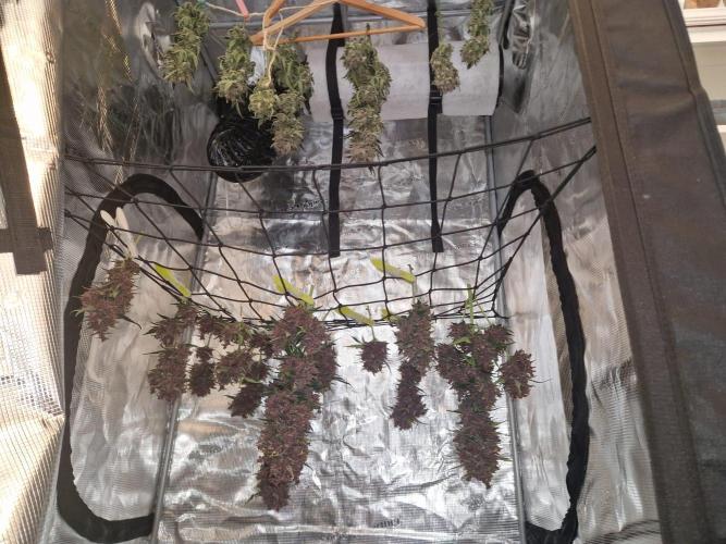 Purple lemonade auto - second grow. Week 12