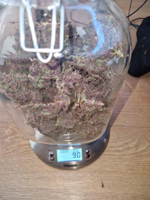 Purple lemonade auto - second grow. Week 12
