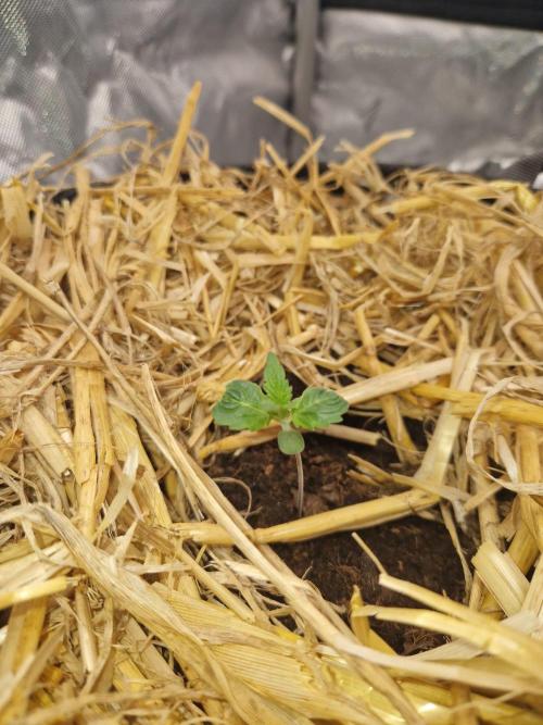 Gelato Auto by FastBuds. Week 1 - day 7