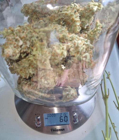 Gelato Auto (fastbuds) - second grow. Week 12 - 60g gelato 1