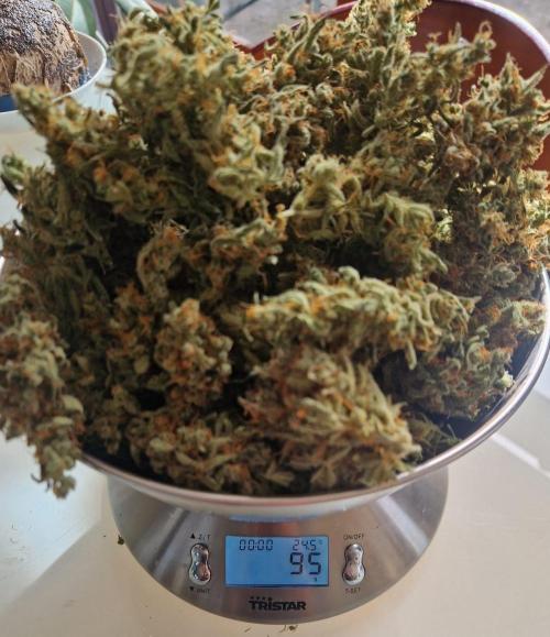 Gelato Auto (fastbuds) - second grow. Week 12 - 95g gelato 1