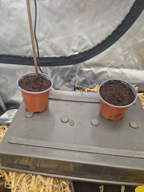 Grapefruit Auto by Fast Buds. Week 0 - 0 hours planted (left)