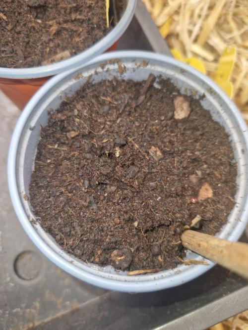 Grapefruit Auto by Fast Buds. Week 0 - 48 hours planted