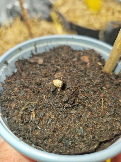 Grapefruit Auto by Fast Buds. Week 0 - 60 hours planted