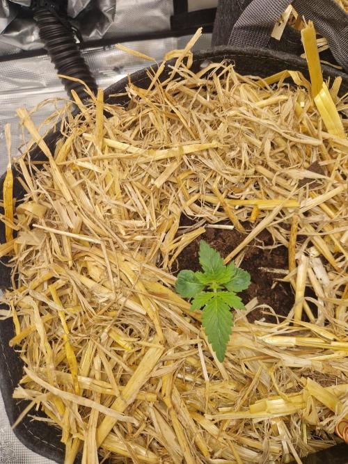 Gelato Auto by FastBuds. Week 1 - day 10