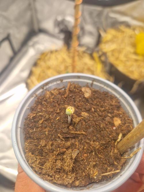 Grapefruit Auto by Fast Buds. Week 0 - 72 hours planted