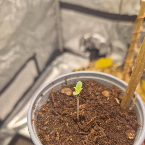 Grapefruit Auto by Fast Buds. Week 0 - 84 hours planted