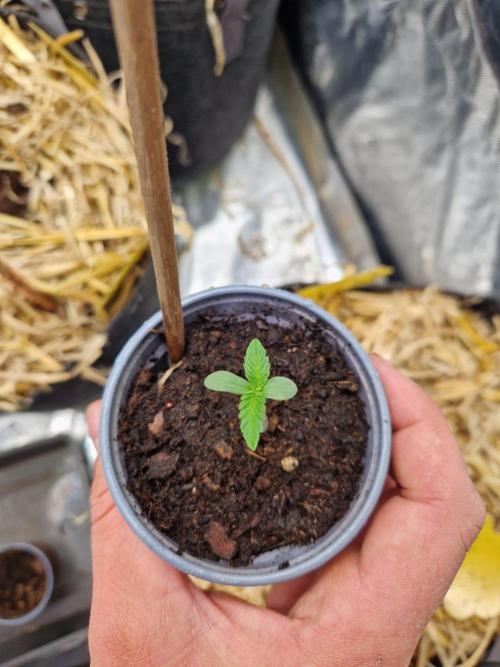 Grapefruit Auto by Fast Buds. Week 1 - day 2