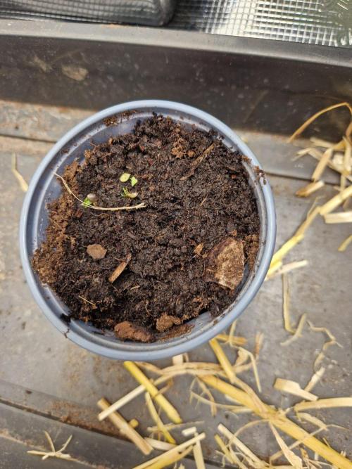 Purple Lemonade Auto by Fast Buds. Week 0 - 0 hours planted