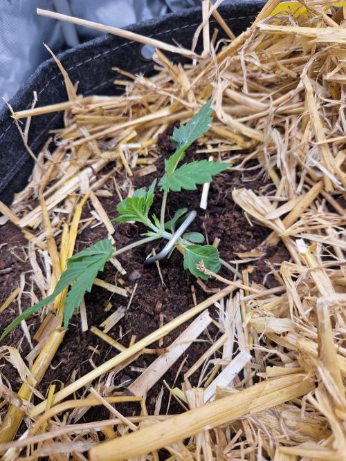 Gelato Auto by FastBuds. Week 1 - day 13 LST