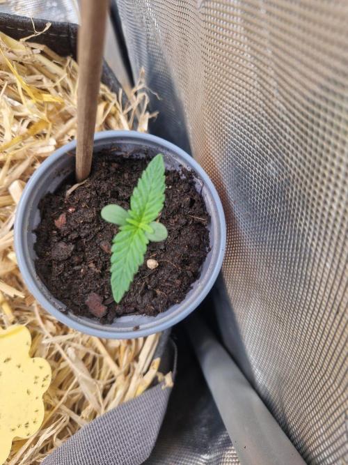 Grapefruit Auto by Fast Buds. Week 1 - day 4