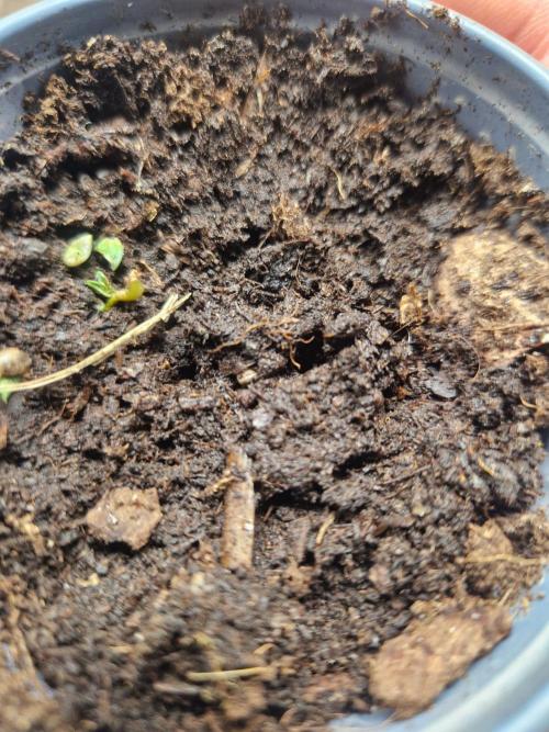 Purple Lemonade Auto by Fast Buds. Week 0 - 36 hours planted