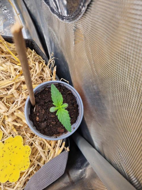 Grapefruit Auto by Fast Buds. Week 1 - day 5 before transplant