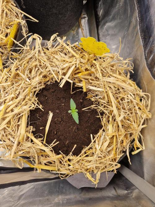 Grapefruit Auto by Fast Buds. Week 1 - day 5 after transplant