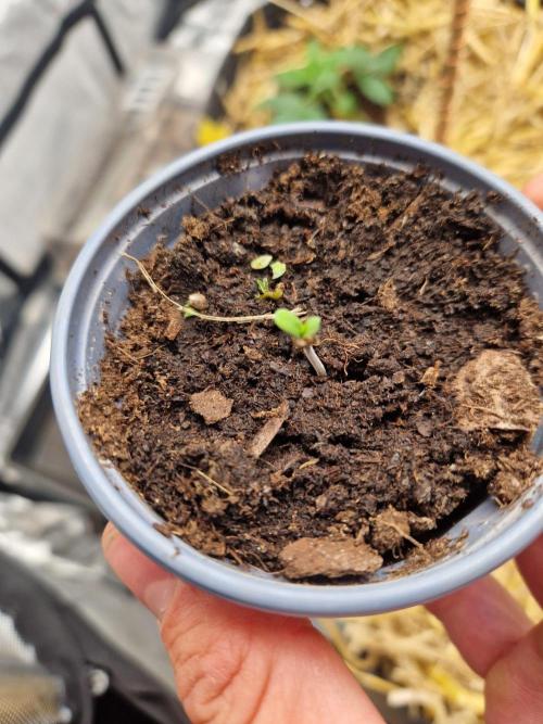 Purple Lemonade Auto by Fast Buds. Week 0 - 60 hours planted
