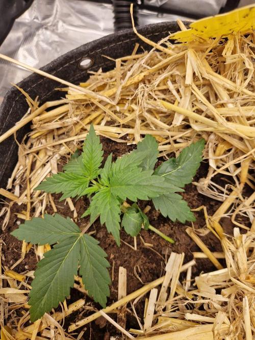 Gelato Auto by FastBuds. Week 2 - day 16