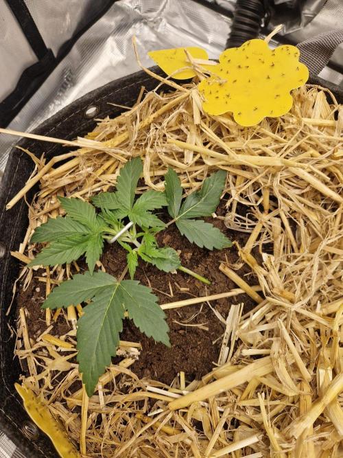 Gelato Auto by FastBuds. Week 2 - day 17