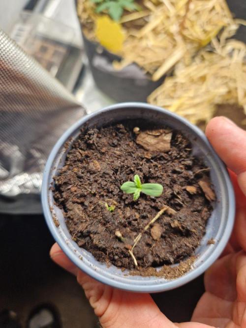 Purple Lemonade Auto by Fast Buds. Week 1 - day 1