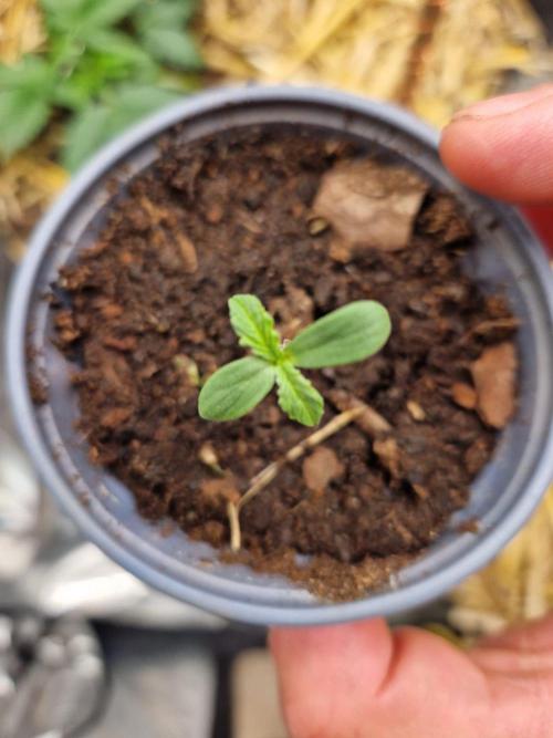 Purple Lemonade Auto by Fast Buds. Week 1 - day 2