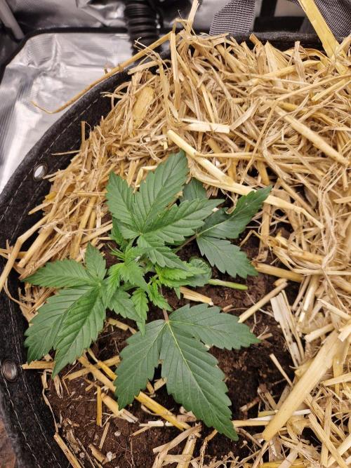 Gelato Auto by FastBuds. Week 2 - day 18