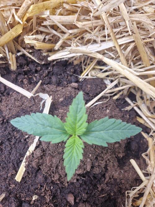 Grapefruit Auto by Fast Buds. Week 2 - day 8