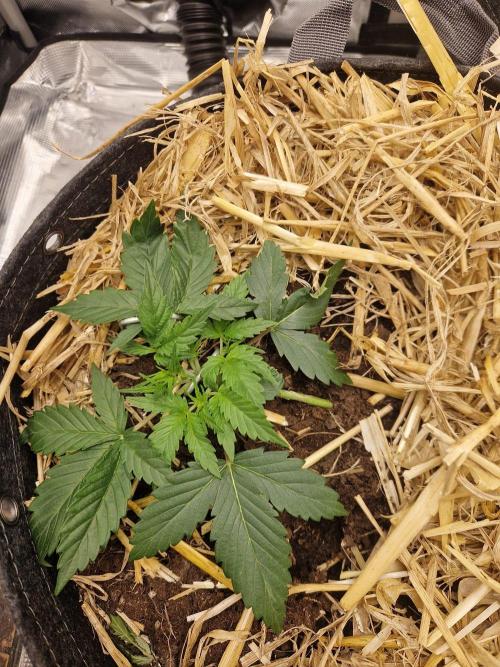 Gelato Auto by FastBuds. Week 2 - day 19