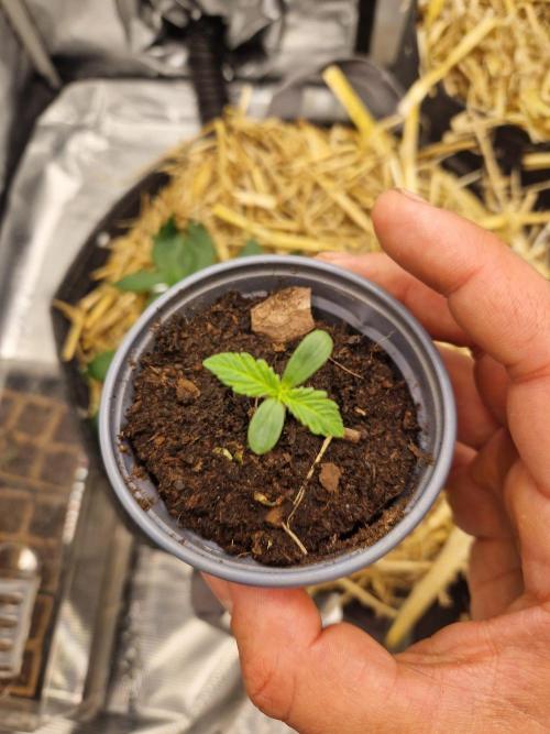 Purple Lemonade Auto by Fast Buds. Week 1 - day 3