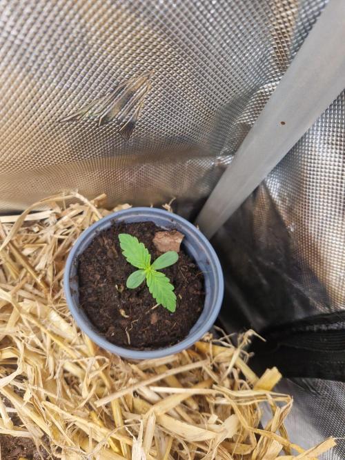 Purple Lemonade Auto by Fast Buds. Week 1 - day 4
