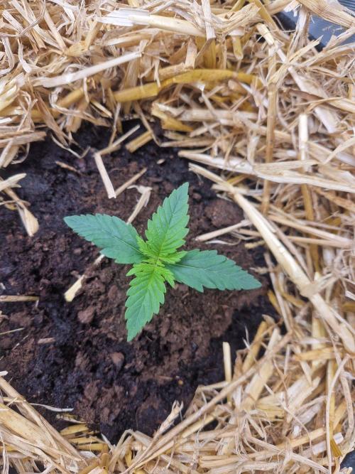 Grapefruit Auto by Fast Buds. Week 2 - day 9