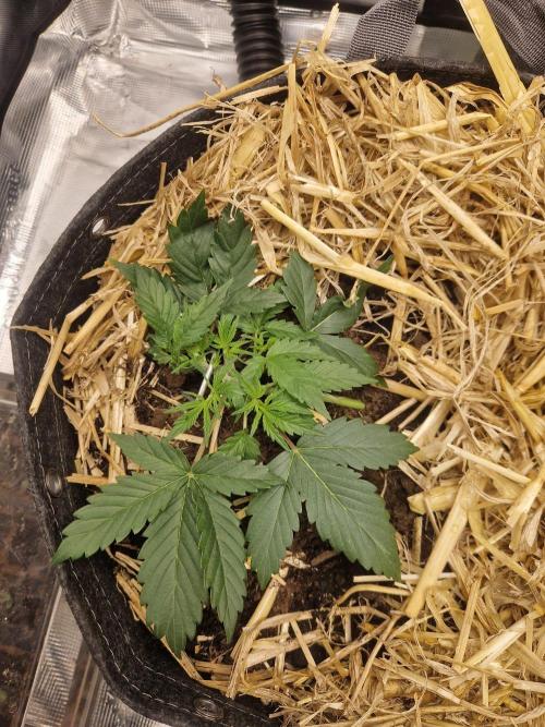 Gelato Auto by FastBuds. Week 2 - day 20