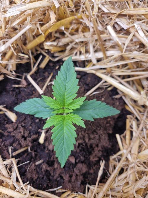 Grapefruit Auto. Week 2