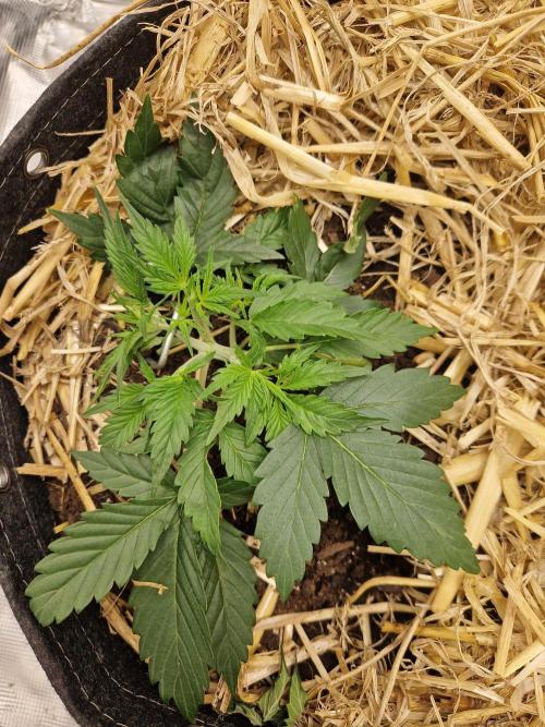 Gelato Auto by FastBuds. Week 3 - day 21