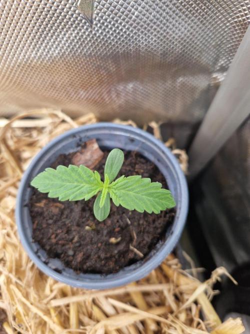 Purple Lemonade Auto by Fast Buds. Week 1 - day 5