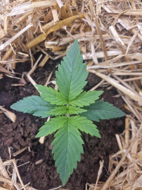 Grapefruit Auto. Week 2